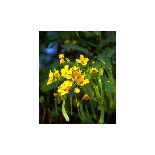   -   (. Cassia Angustifolia)  15, ,    370 