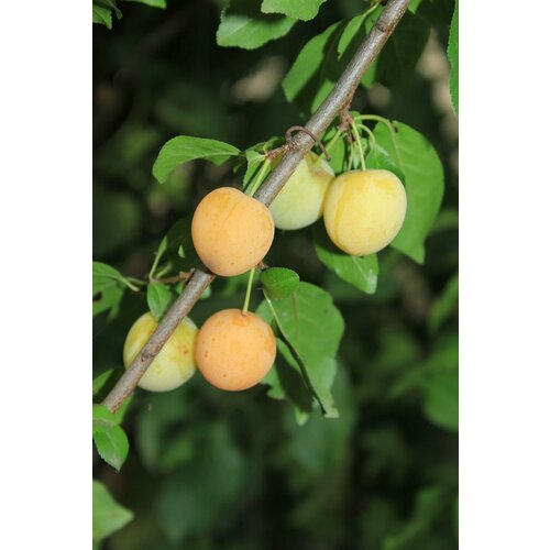   (. Prunus myrobalana)  5  350