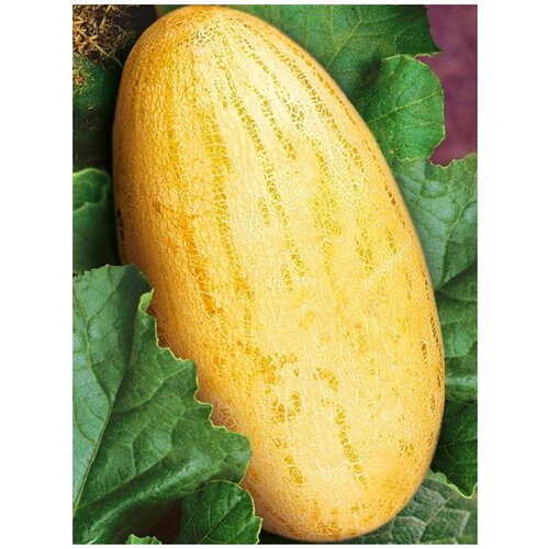    (Mirza melon), 15  380