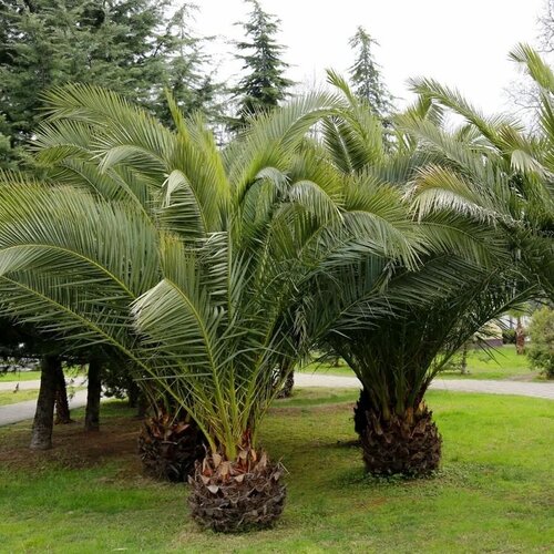    (. Phoenix canariensis) 1 . 250