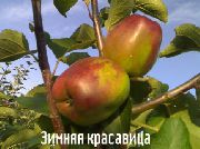 Зимняя красавица (Зимнее Камендровского) сорт яблони