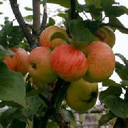 Коричное новое сорт яблони