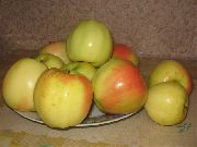 Кальвиль снежный (Белоснежное, Белоснежный кальвиль) сорт яблони