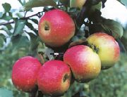 Память Семакину  сорт яблони