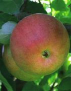 Тамбовское  сорт яблони