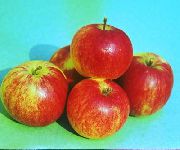 Бессемянка мичуринская  сорт яблони