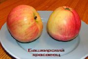 Башкирский красавец сорт яблони