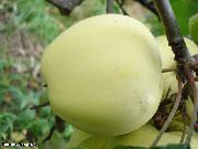 Память Лаврика (Память Лаврикова, Лавриково) сорт яблони