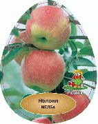 Мельба (Мелба) сорт яблони
