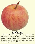 Нобилис сорт яблони