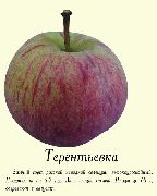 Терентьевка сорт яблони