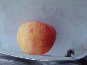 Оранжевое  сорт яблони
