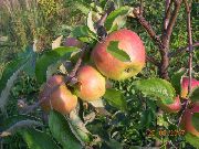 Память Артема сорт яблони