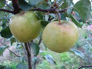 Ренет Золотой Лифляндский сорт яблони