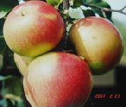 Боровинка сорт яблони