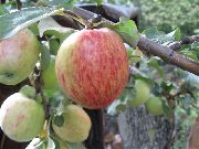 Сеянец Титовки сорт яблони