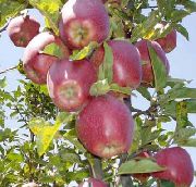 Ред Делишес сорт яблони