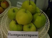 Папироянтарное сорт яблони