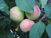 Первоуральская сорт яблони