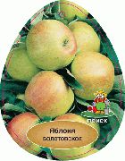 Болотовское  сорт яблони