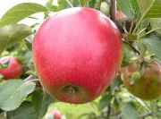 Коваленковское сорт яблони