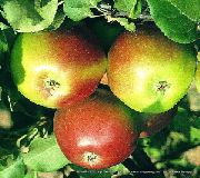 Заславское сорт яблони
