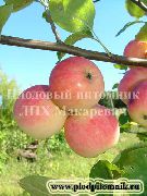 Августовское дальневосточное сорт яблони