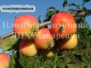 Амурское урожайное сорт яблони
