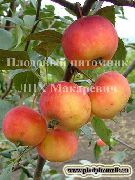 Налив амурский сорт яблони