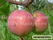 Сибирское сладкое сорт яблони