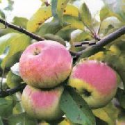 Первинка  сорт яблони