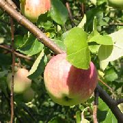 Беркутовское  сорт яблони