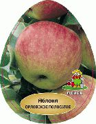 Орловское Полосатое сорт яблони