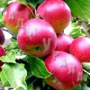 Брусницына сорт яблони