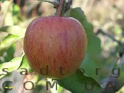 Хиввел Брейбурн сорт яблони