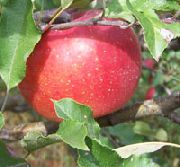 Мелроуз сорт яблони