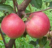 Лорд Ламбурне сорт яблони