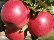 Женева сорт яблони
