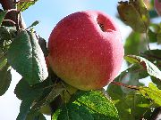 Филинское сорт яблони