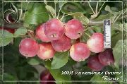 Алтайский Голубок сорт яблони