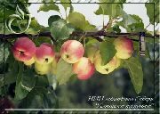 Алтайское пурпуровое сорт яблони