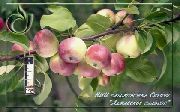 Алтайское сладкое сорт яблони