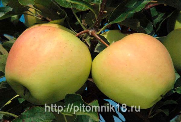 Яблоки Ренет Фото