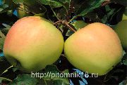 Ренет Поволжья (Ренет Крюднера) сорт яблони