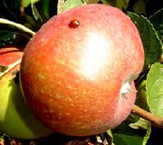 Зоренька сорт яблони
