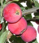 Алтайское багряное сорт яблони