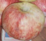 Алтайское бархатное сорт яблони