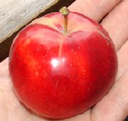 Осенняя радость Алтая сорт яблони