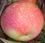 Уральский сувенир сорт яблони