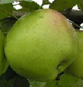 Соколовское сорт яблони